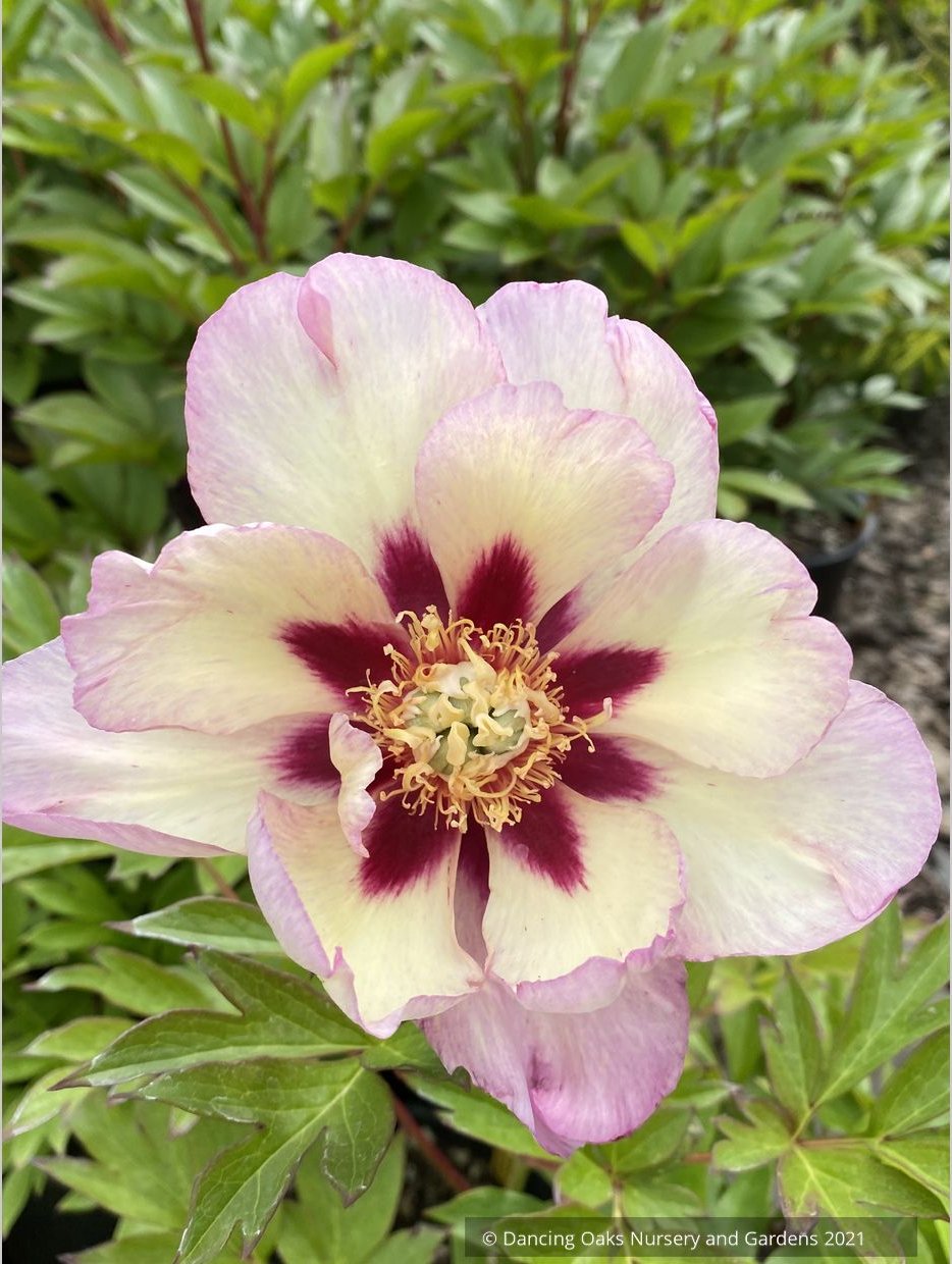 Paeonia 'Pastel Splendor', Itoh Peony