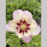 Paeonia 'Pastel Splendor', Itoh Peony