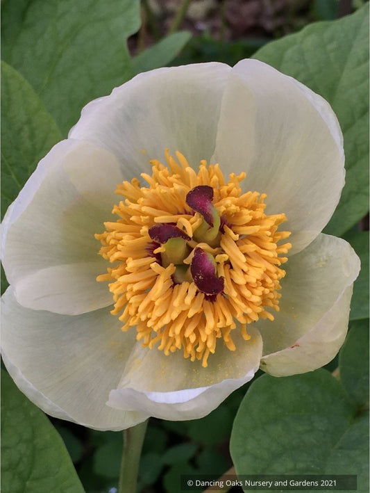 Perennials ~ Paeonia japonica, Herbaceous Peony or Japanese Peony ~ Dancing Oaks Nursery and Gardens ~ Retail Nursery ~ Mail Order Nursery