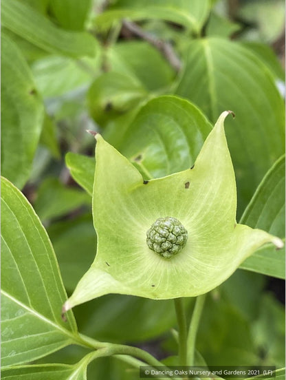 Trees ~ Cornus kousa 'Pam's Mountain Bouquet', Korean Dogwood ~ Dancing Oaks Nursery and Gardens ~ Retail Nursery ~ Mail Order Nursery