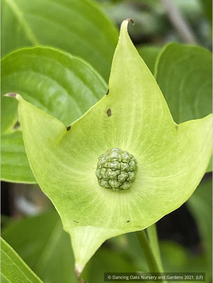 Trees ~ Cornus kousa 'Pam's Mountain Bouquet', Korean Dogwood ~ Dancing Oaks Nursery and Gardens ~ Retail Nursery ~ Mail Order Nursery