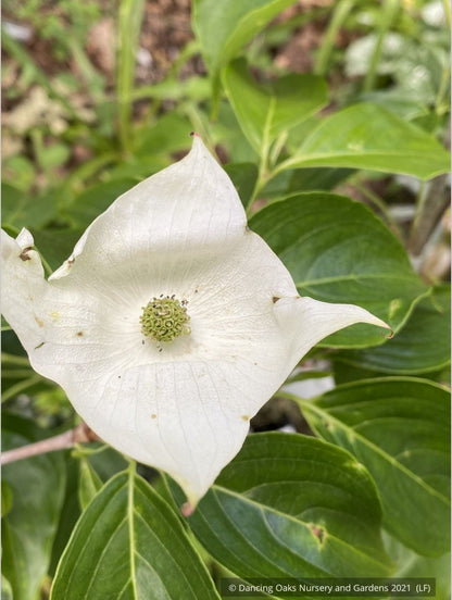 Trees ~ Cornus kousa 'Pam's Mountain Bouquet', Korean Dogwood ~ Dancing Oaks Nursery and Gardens ~ Retail Nursery ~ Mail Order Nursery