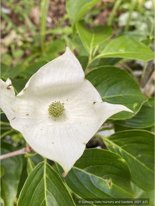 Trees ~ Cornus kousa 'Pam's Mountain Bouquet', Korean Dogwood ~ Dancing Oaks Nursery and Gardens ~ Retail Nursery ~ Mail Order Nursery