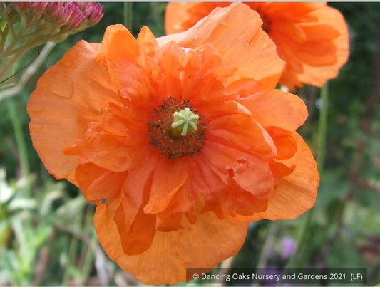 Perennials ~ Papaver rupifragum 'Flore Pleno', Spanish or Moroccan Poppy ~ Dancing Oaks Nursery and Gardens ~ Retail Nursery ~ Mail Order Nursery