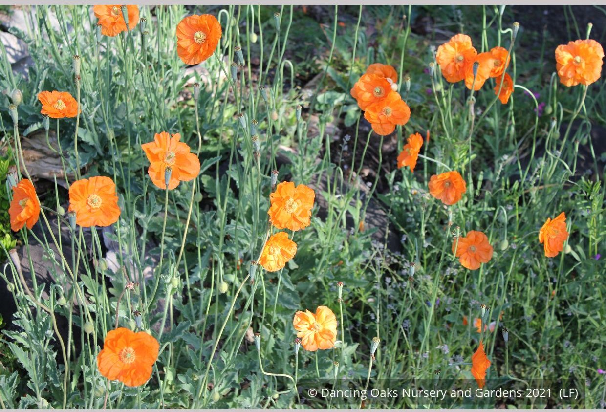 Perennials ~ Papaver rupifragum 'Flore Pleno', Spanish or Moroccan Poppy ~ Dancing Oaks Nursery and Gardens ~ Retail Nursery ~ Mail Order Nursery