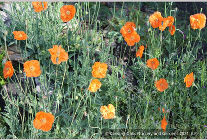 Perennials ~ Papaver rupifragum 'Flore Pleno', Spanish or Moroccan Poppy ~ Dancing Oaks Nursery and Gardens ~ Retail Nursery ~ Mail Order Nursery