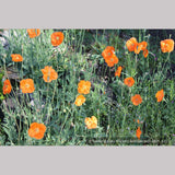 Perennials ~ Papaver rupifragum 'Flore Pleno', Spanish or Moroccan Poppy ~ Dancing Oaks Nursery and Gardens ~ Retail Nursery ~ Mail Order Nursery