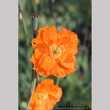 Perennials ~ Papaver rupifragum 'Flore Pleno', Spanish or Moroccan Poppy ~ Dancing Oaks Nursery and Gardens ~ Retail Nursery ~ Mail Order Nursery