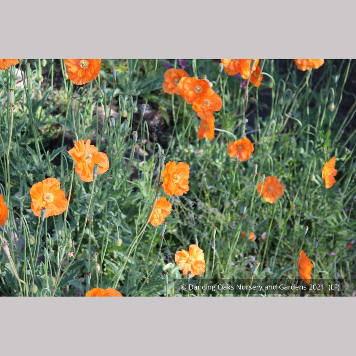 Perennials ~ Papaver rupifragum 'Flore Pleno', Spanish or Moroccan Poppy ~ Dancing Oaks Nursery and Gardens ~ Retail Nursery ~ Mail Order Nursery