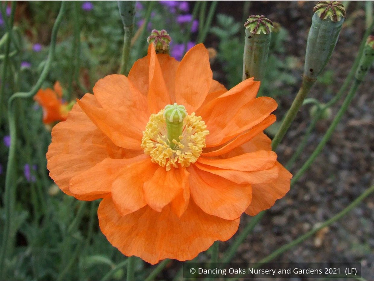 Perennials ~ Papaver rupifragum 'Flore Pleno', Spanish or Moroccan Poppy ~ Dancing Oaks Nursery and Gardens ~ Retail Nursery ~ Mail Order Nursery