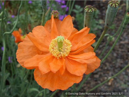 Perennials ~ Papaver rupifragum 'Flore Pleno', Spanish or Moroccan Poppy ~ Dancing Oaks Nursery and Gardens ~ Retail Nursery ~ Mail Order Nursery