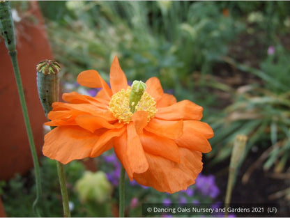 Perennials ~ Papaver rupifragum 'Flore Pleno', Spanish or Moroccan Poppy ~ Dancing Oaks Nursery and Gardens ~ Retail Nursery ~ Mail Order Nursery