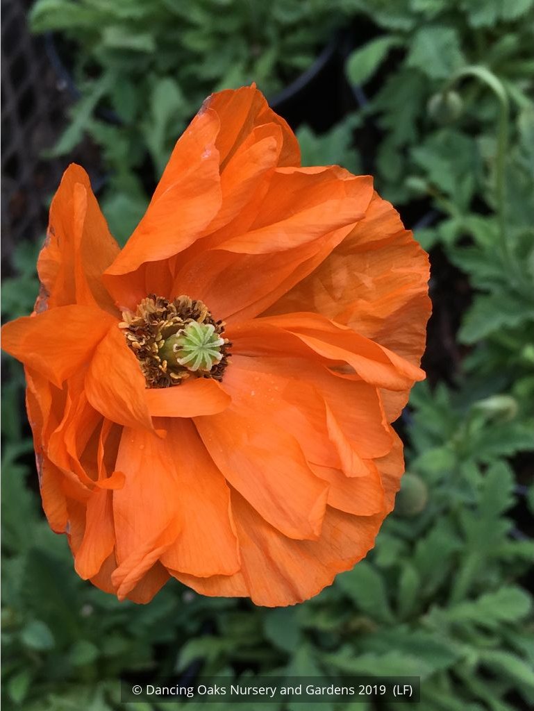 Perennials ~ Papaver pilosum, Hairy poppy ~ Dancing Oaks Nursery and Gardens ~ Retail Nursery ~ Mail Order Nursery