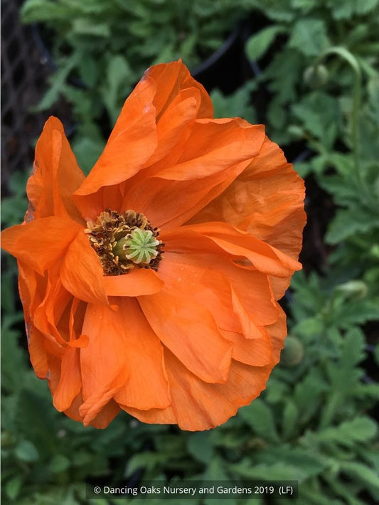 Perennials ~ Papaver pilosum, Hairy poppy ~ Dancing Oaks Nursery and Gardens ~ Retail Nursery ~ Mail Order Nursery