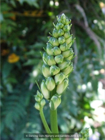 Perennials ~ Paradisea lusitanica, St. Bruno Lily or Paradise Lily ~ Dancing Oaks Nursery and Gardens ~ Retail Nursery ~ Mail Order Nursery