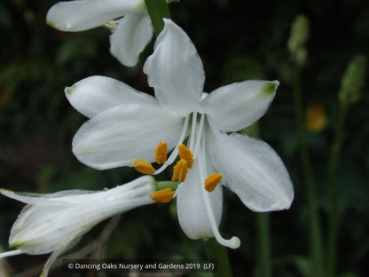Perennials ~ Paradisea lusitanica, St. Bruno Lily or Paradise Lily ~ Dancing Oaks Nursery and Gardens ~ Retail Nursery ~ Mail Order Nursery