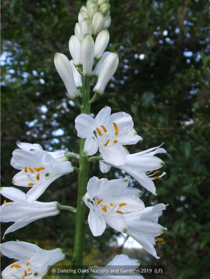 Perennials ~ Paradisea lusitanica, St. Bruno Lily or Paradise Lily ~ Dancing Oaks Nursery and Gardens ~ Retail Nursery ~ Mail Order Nursery