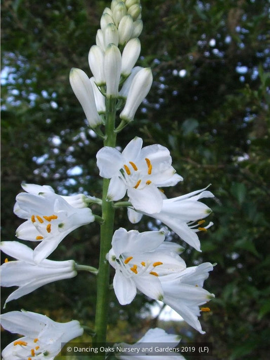 Perennials ~ Paradisea lusitanica, St. Bruno Lily or Paradise Lily ~ Dancing Oaks Nursery and Gardens ~ Retail Nursery ~ Mail Order Nursery