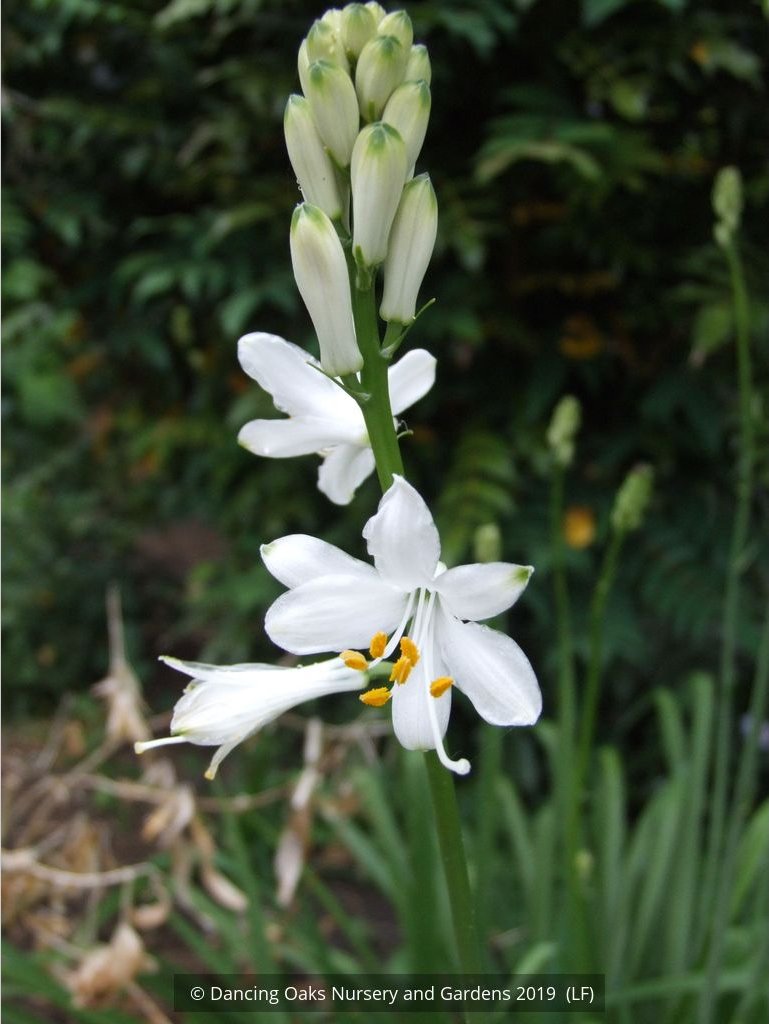 Perennials ~ Paradisea lusitanica, St. Bruno Lily or Paradise Lily ~ Dancing Oaks Nursery and Gardens ~ Retail Nursery ~ Mail Order Nursery