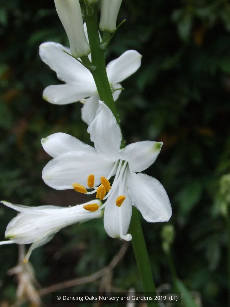 Perennials ~ Paradisea lusitanica, St. Bruno Lily or Paradise Lily ~ Dancing Oaks Nursery and Gardens ~ Retail Nursery ~ Mail Order Nursery