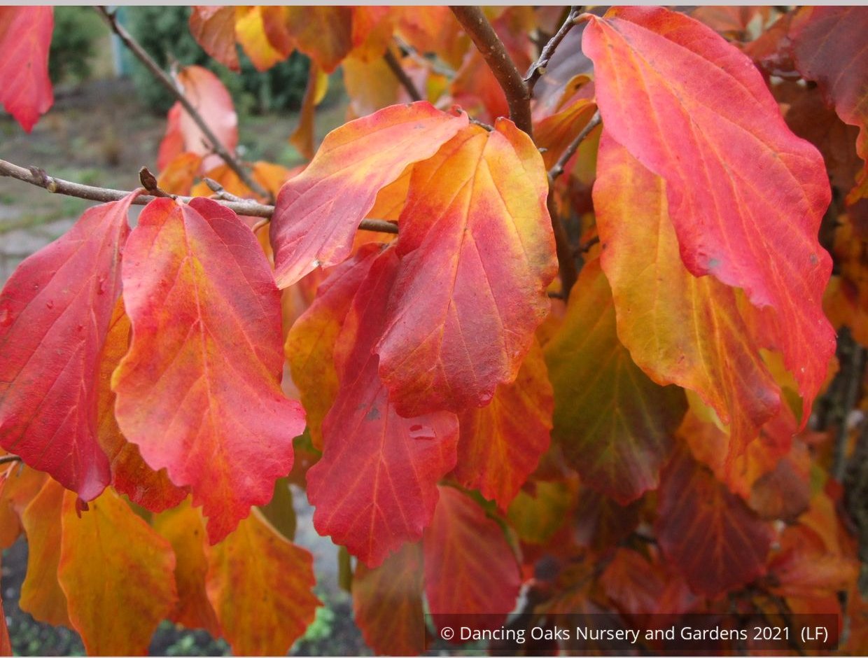 Trees ~ Parrotia persica 'Vanessa', Ironwood ~ Dancing Oaks Nursery and Gardens ~ Retail Nursery ~ Mail Order Nursery