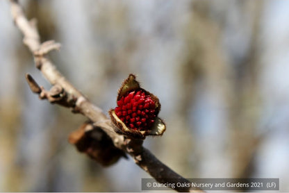 Trees ~ Parrotia persica 'Vanessa', Ironwood ~ Dancing Oaks Nursery and Gardens ~ Retail Nursery ~ Mail Order Nursery