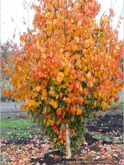 Trees ~ Parrotia persica 'Vanessa', Ironwood ~ Dancing Oaks Nursery and Gardens ~ Retail Nursery ~ Mail Order Nursery