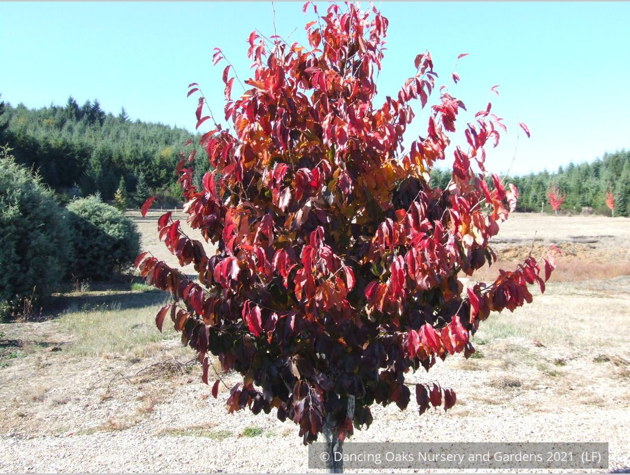 Trees ~ Parrotia persica 'Vanessa', Ironwood ~ Dancing Oaks Nursery and Gardens ~ Retail Nursery ~ Mail Order Nursery
