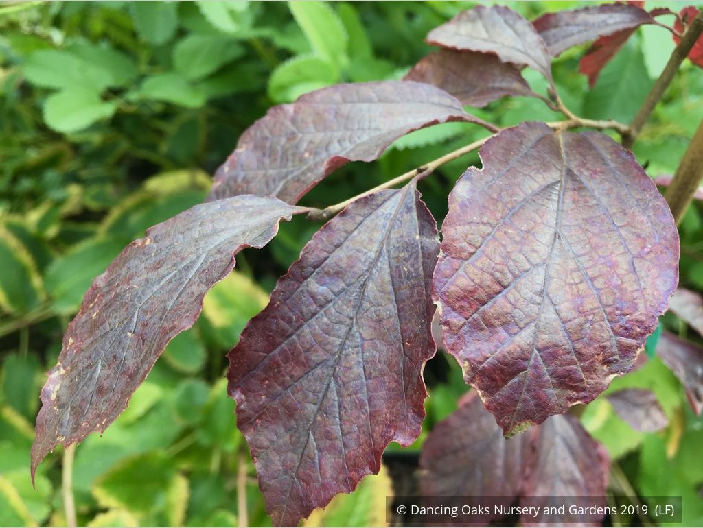 Trees ~ Parrotia subaequalis, Chinese Parrotia ~ Dancing Oaks Nursery and Gardens ~ Retail Nursery ~ Mail Order Nursery