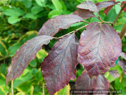 Trees ~ Parrotia subaequalis, Chinese Parrotia ~ Dancing Oaks Nursery and Gardens ~ Retail Nursery ~ Mail Order Nursery
