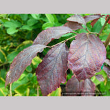 Trees ~ Parrotia subaequalis, Chinese Parrotia ~ Dancing Oaks Nursery and Gardens ~ Retail Nursery ~ Mail Order Nursery