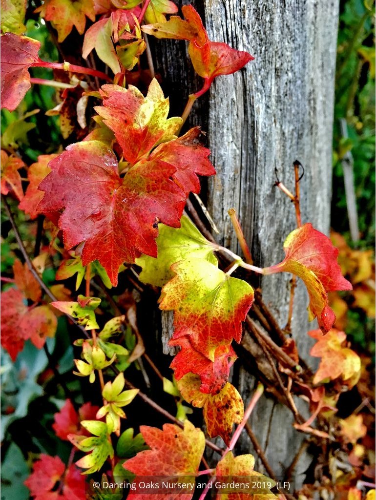 Ground Covers ~ Parthenocissus sp. Dwarf Form, Dwarf Virginia Creeper ~ Dancing Oaks Nursery and Gardens ~ Retail Nursery ~ Mail Order Nursery