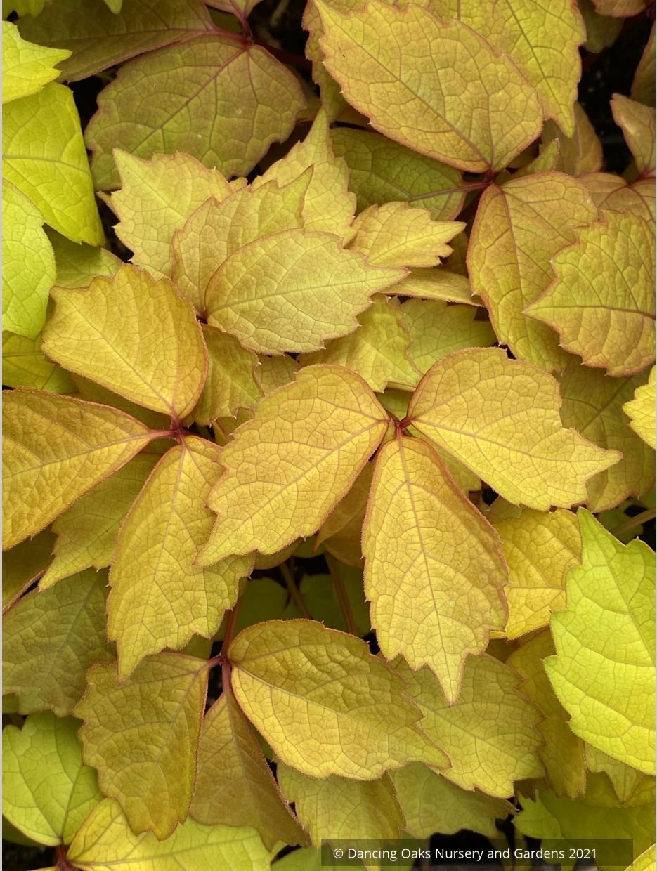 Parthenocissus tricuspidata 'Fenway Park', Golden Boston Ivy