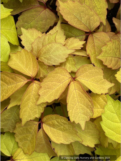 Parthenocissus tricuspidata 'Fenway Park', Golden Boston Ivy