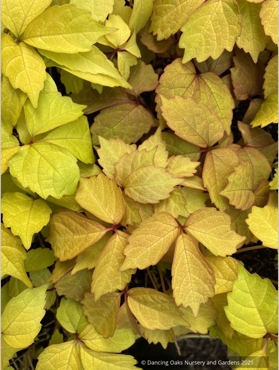 Parthenocissus tricuspidata 'Fenway Park', Golden Boston Ivy