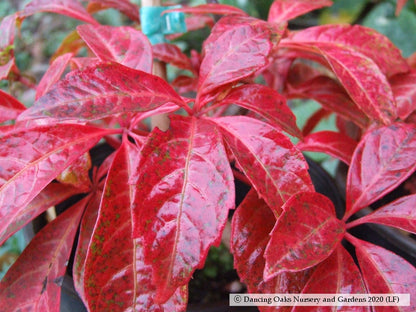 Vines ~ Parthenocissus henryana, Silvervein Creeper ~ Dancing Oaks Nursery and Gardens ~ Retail Nursery ~ Mail Order Nursery