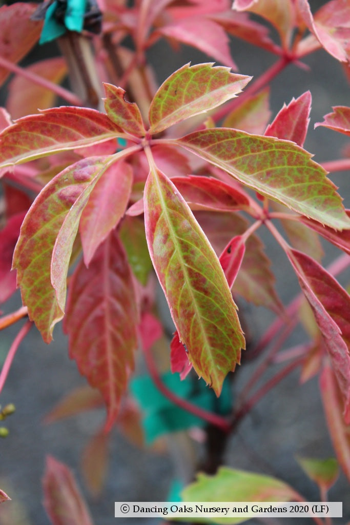Vines ~ Parthenocissus henryana, Silvervein Creeper ~ Dancing Oaks Nursery and Gardens ~ Retail Nursery ~ Mail Order Nursery