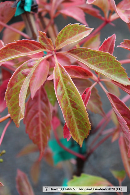 Vines ~ Parthenocissus henryana, Silvervein Creeper ~ Dancing Oaks Nursery and Gardens ~ Retail Nursery ~ Mail Order Nursery