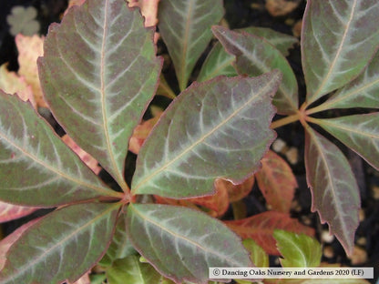 Vines ~ Parthenocissus henryana, Silvervein Creeper ~ Dancing Oaks Nursery and Gardens ~ Retail Nursery ~ Mail Order Nursery