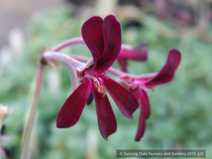 Perennials ~ Pelargonium sidoides, South African Geranium ~ Dancing Oaks Nursery and Gardens ~ Retail Nursery ~ Mail Order Nursery