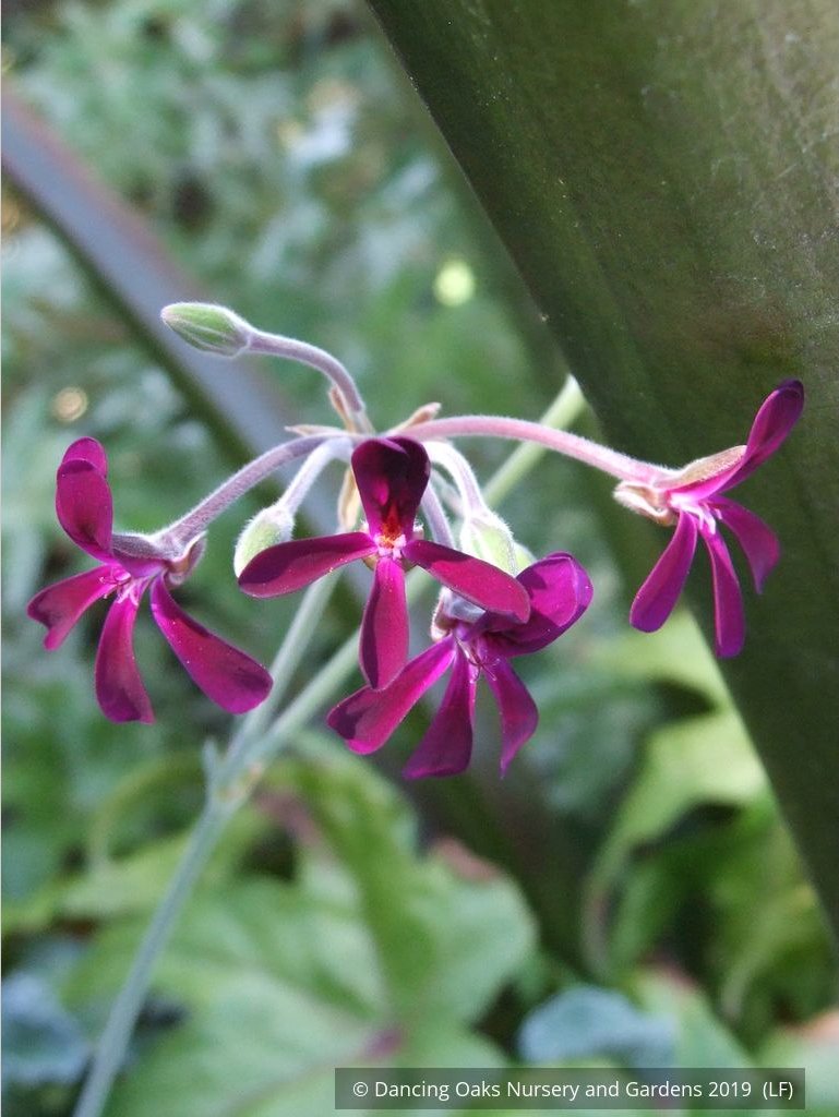 Perennials ~ Pelargonium sidoides, South African Geranium ~ Dancing Oaks Nursery and Gardens ~ Retail Nursery ~ Mail Order Nursery