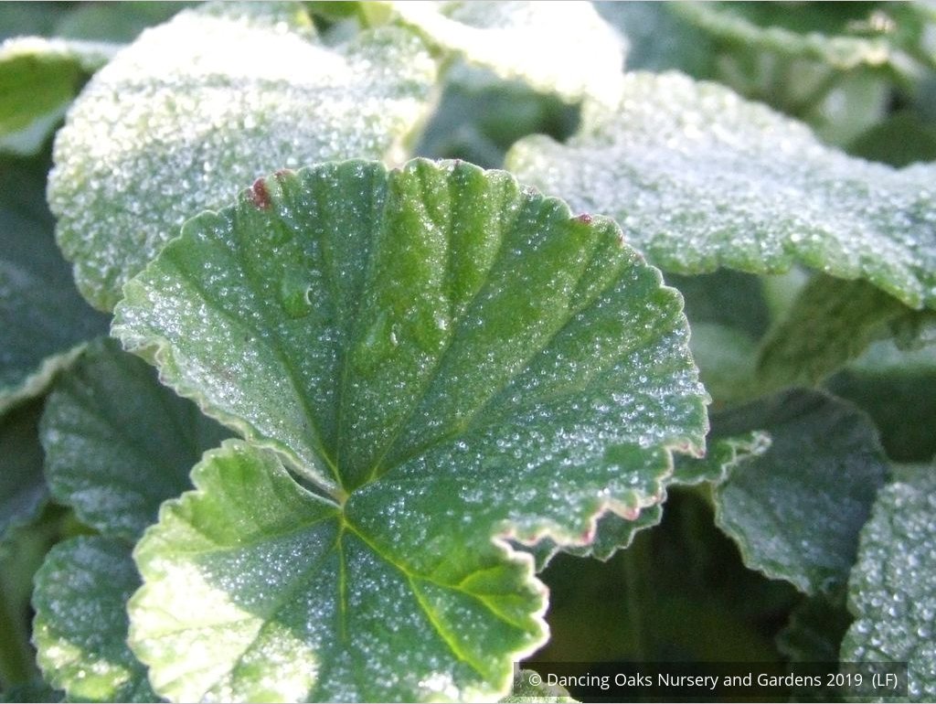 Perennials ~ Pelargonium sidoides, South African Geranium ~ Dancing Oaks Nursery and Gardens ~ Retail Nursery ~ Mail Order Nursery
