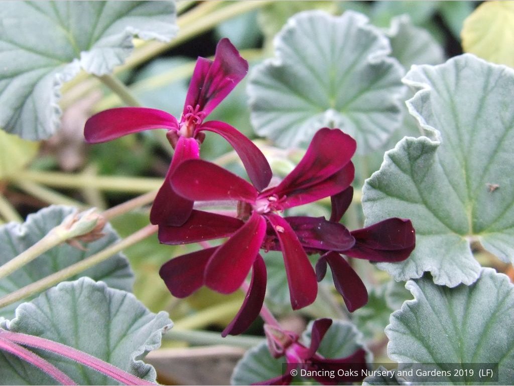 Perennials ~ Pelargonium sidoides, South African Geranium ~ Dancing Oaks Nursery and Gardens ~ Retail Nursery ~ Mail Order Nursery