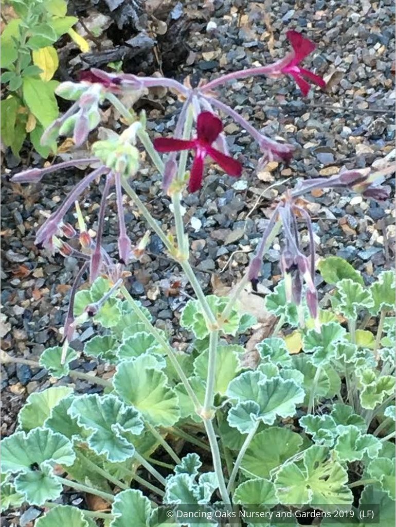 Perennials ~ Pelargonium sidoides, South African Geranium ~ Dancing Oaks Nursery and Gardens ~ Retail Nursery ~ Mail Order Nursery