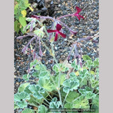 Perennials ~ Pelargonium sidoides, South African Geranium ~ Dancing Oaks Nursery and Gardens ~ Retail Nursery ~ Mail Order Nursery