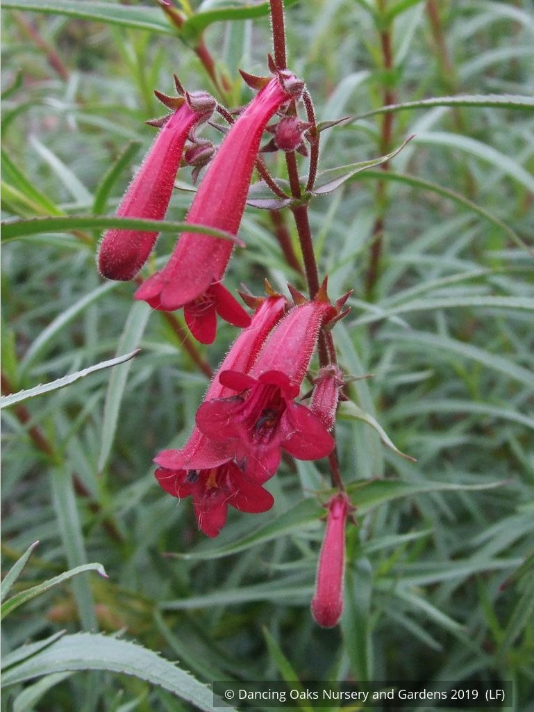Perennials ~ Penstemon kunthii, Beard Tongue ~ Dancing Oaks Nursery and Gardens ~ Retail Nursery ~ Mail Order Nursery