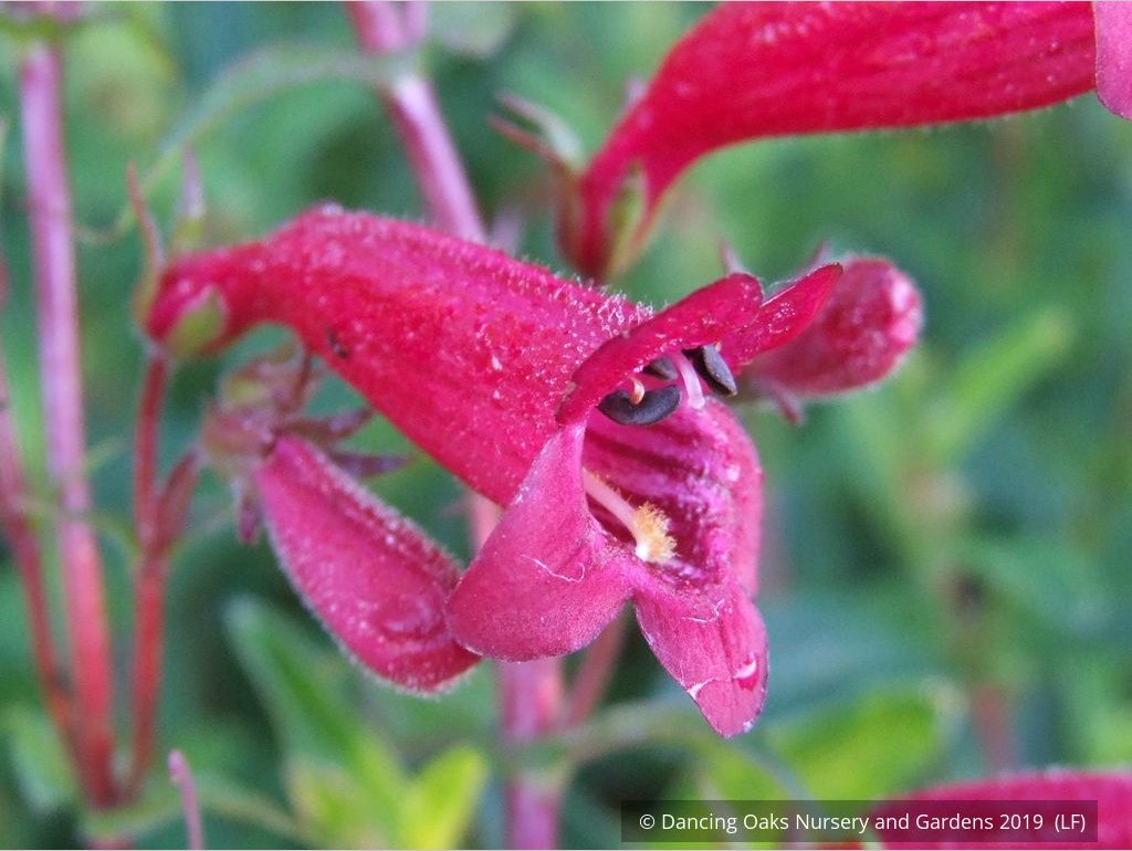 Perennials ~ Penstemon kunthii, Beard Tongue ~ Dancing Oaks Nursery and Gardens ~ Retail Nursery ~ Mail Order Nursery