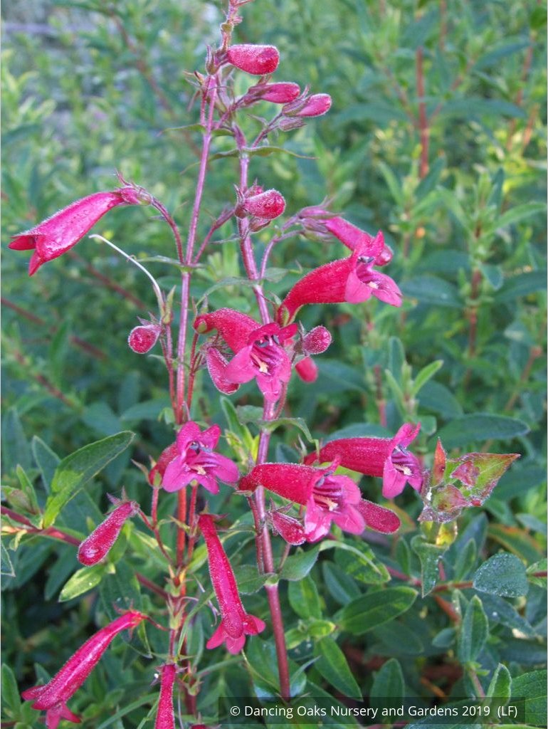 Perennials ~ Penstemon kunthii, Beard Tongue ~ Dancing Oaks Nursery and Gardens ~ Retail Nursery ~ Mail Order Nursery