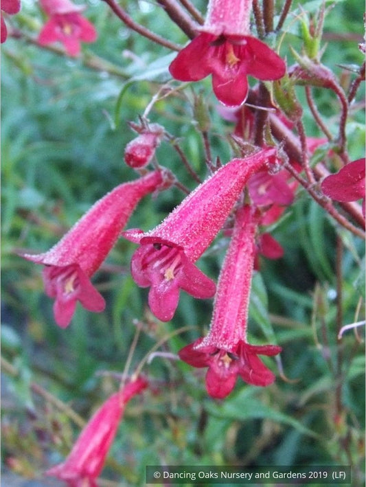 Perennials ~ Penstemon kunthii, Beard Tongue ~ Dancing Oaks Nursery and Gardens ~ Retail Nursery ~ Mail Order Nursery