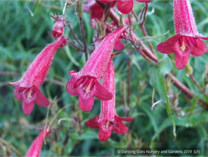 Perennials ~ Penstemon kunthii, Beard Tongue ~ Dancing Oaks Nursery and Gardens ~ Retail Nursery ~ Mail Order Nursery